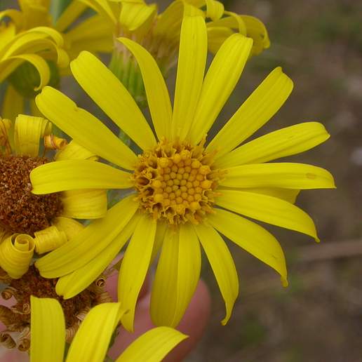 Senecio Palustris