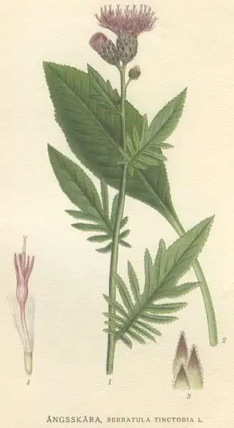 Long Echinate Coronate Sawwort