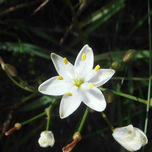 Pogonella Planifolium