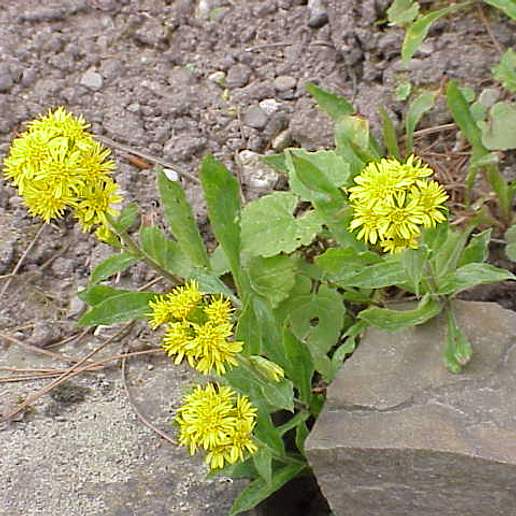 Solidago Dahurica