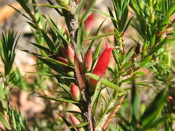 Vintenatia Humifusa