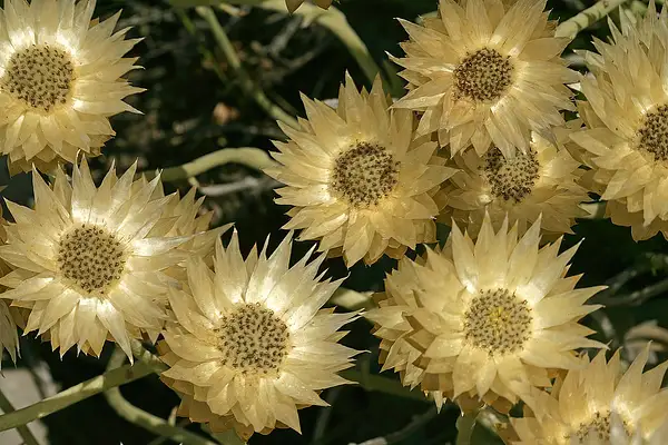 Helipterum Speciosissimum Speciosissimum
