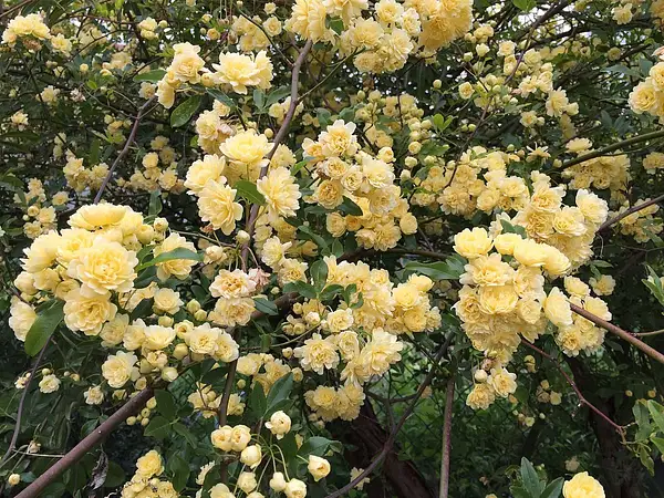 Lady Bank's Rose
