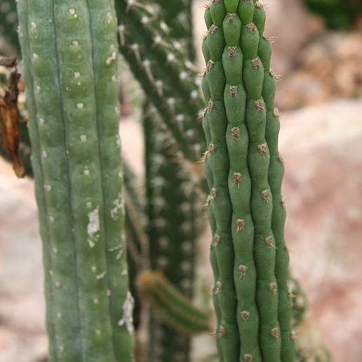 Yungasocereus Inquisivensis