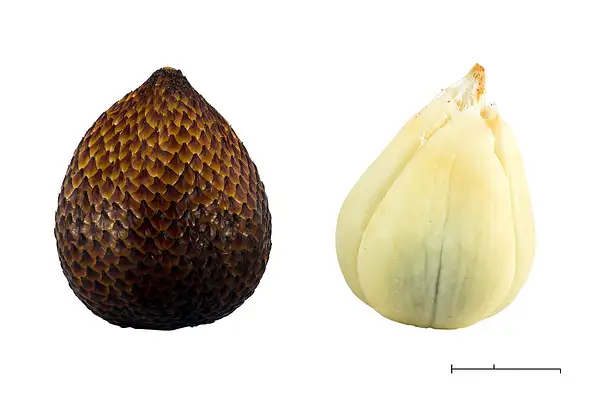 Snakefruit