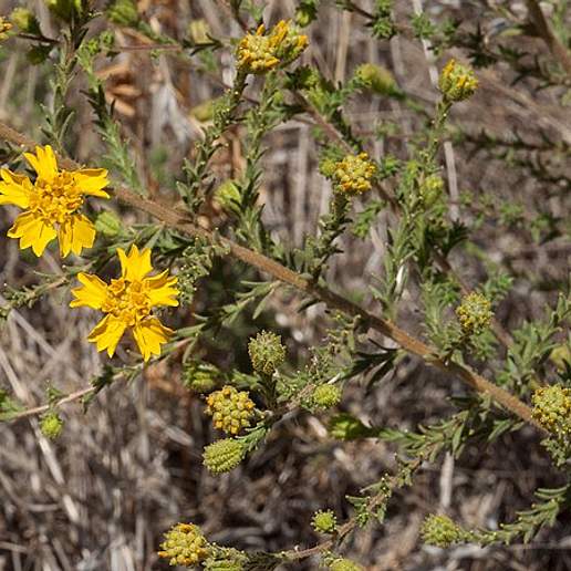 Heermann's Tarweed