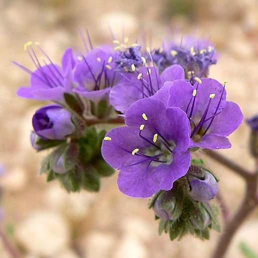 Cleftleaf Wildheliotrope