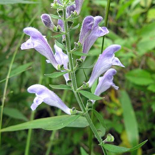 Scutellaria Integrifolia Major