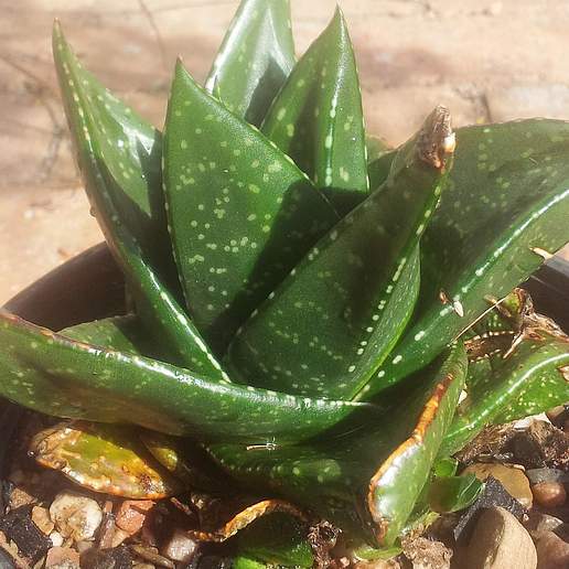 Bathurst Gasteria