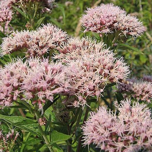 Hemp Agrimony