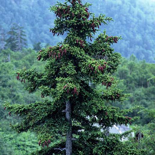 Ezo Spruce