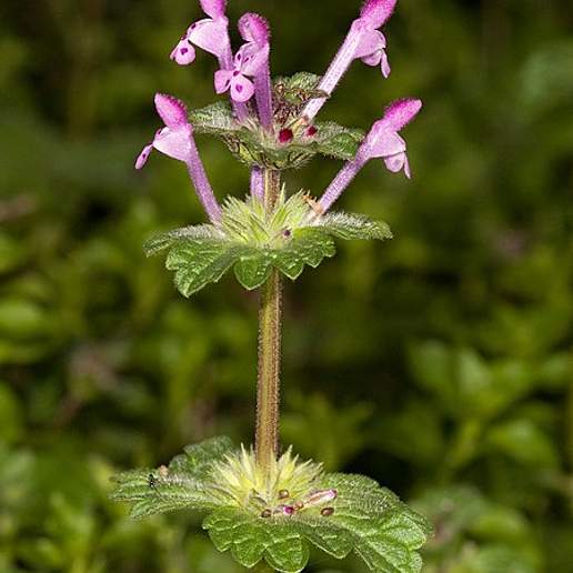 Henbit Dead Nettle