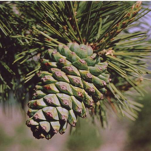 Himalayan Nut Pine