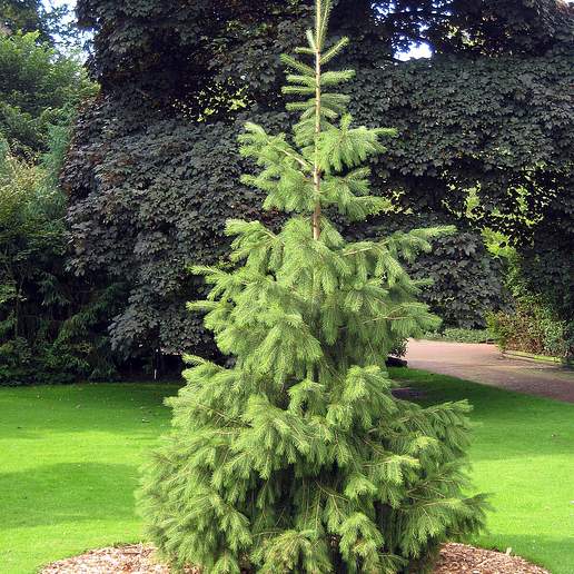 Indian Spruce