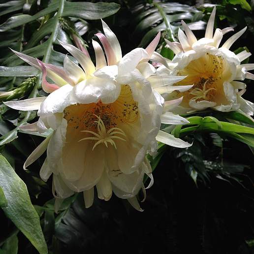 Fern Leaf (Orchid) Cactus