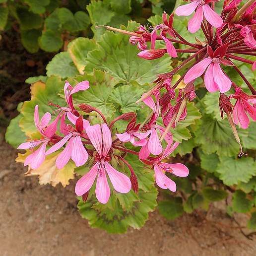 Horseshoe Pelargonium