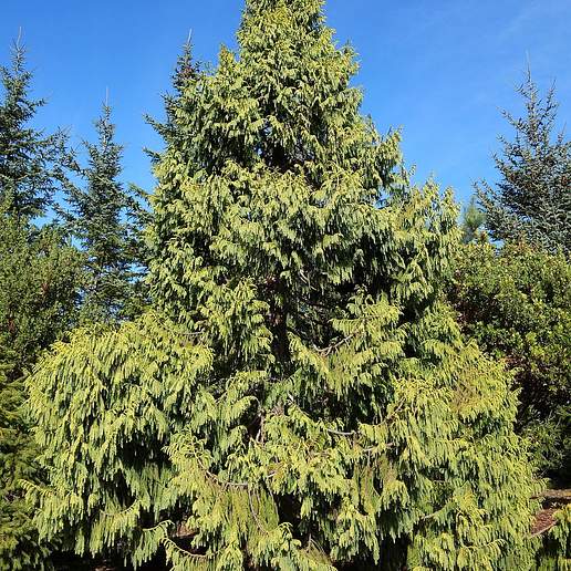 Taiwan Cedar