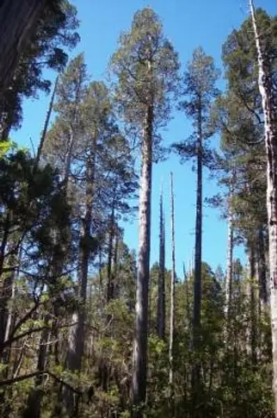 Chilean False Larch