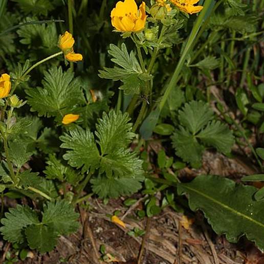 Fringe Leaved Cinquefoil