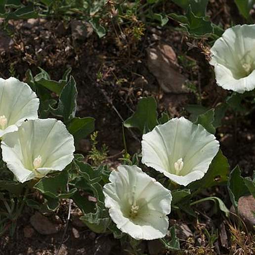 Hillside False Bindweed