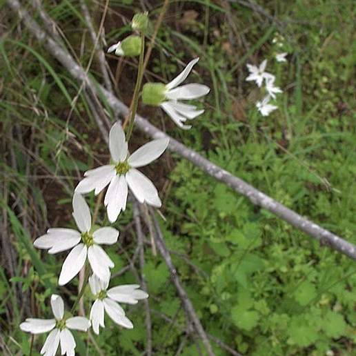 Hillside Woodland Star