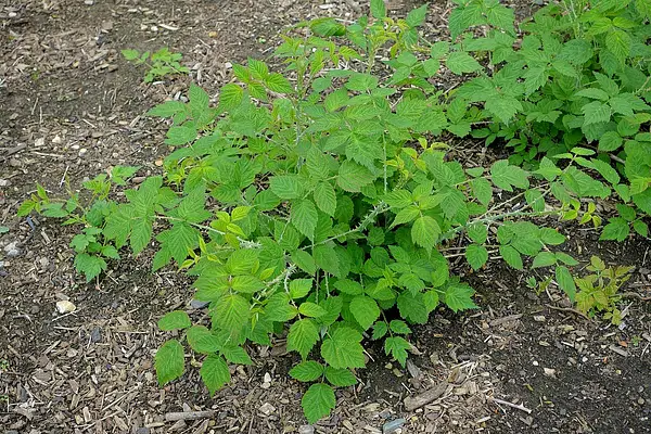 Rubus biflorus