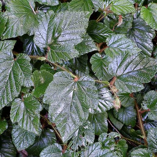 Creeping Bramble