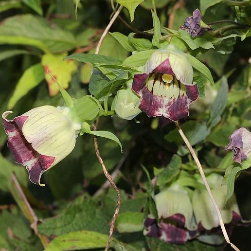 Codonopsis lanceolata