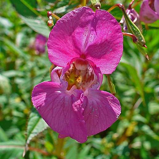 Jewelweed Policeman's Helmet