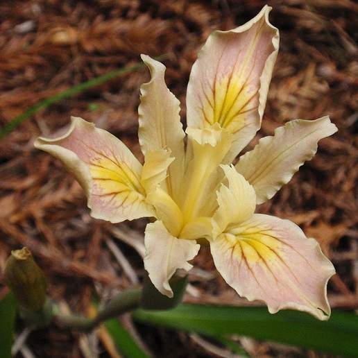 Purdy's Iris