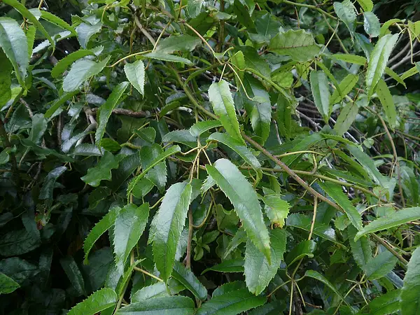Rubus parvus