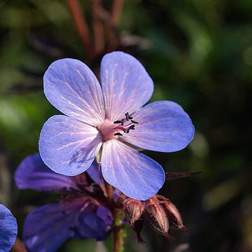 Himalayan Crane's Bill