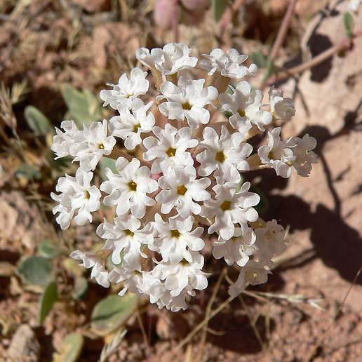 Transmontane Sand Verbena