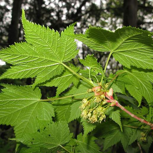 Acer argutum