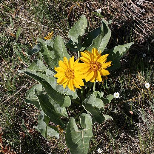 Hoary Balsamroot