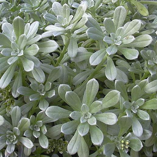 Polynesian Heliotrope