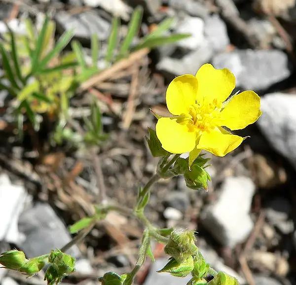 Horse Cinquefoil