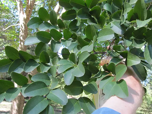 Dalbergia hupeana