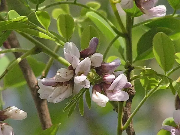 Burmese Rosewood
