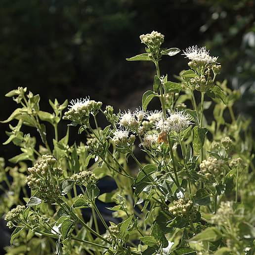 Fragrant Snakeroot