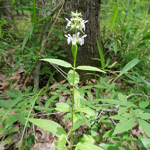 Hispid Hedge Nettle