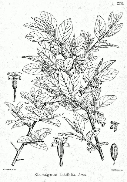 Oleaster
