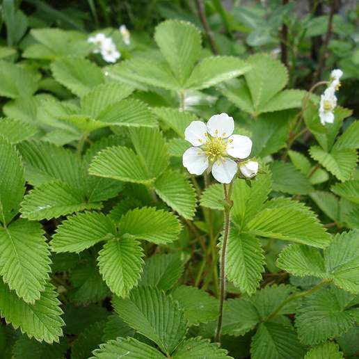 Fragaria nipponica