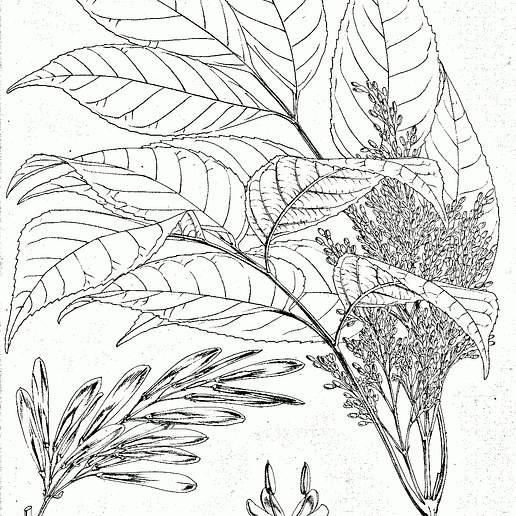 Himalayan Manna Ash