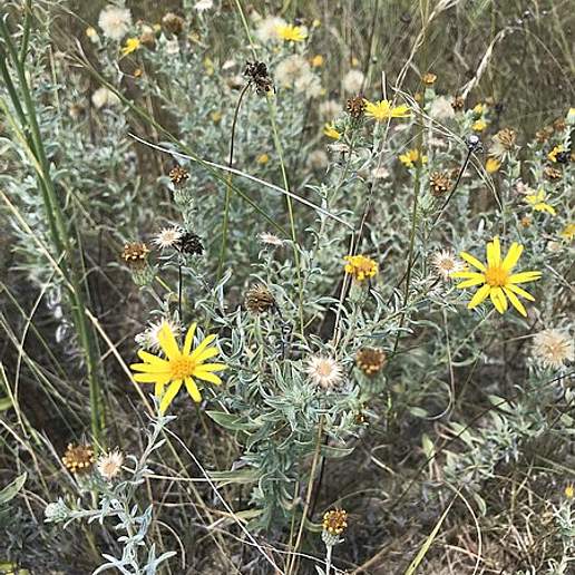Hoary Golden Aster