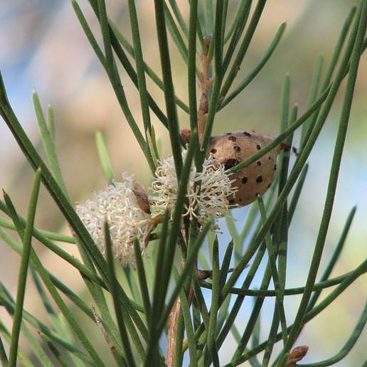 Sweet Hakea