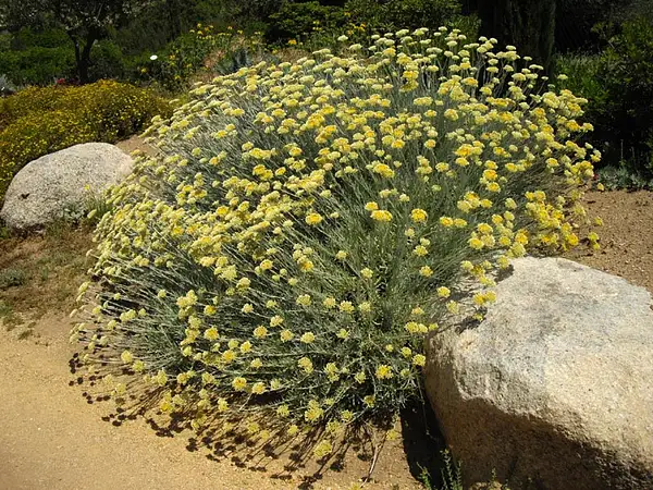 Eastern Strawflower