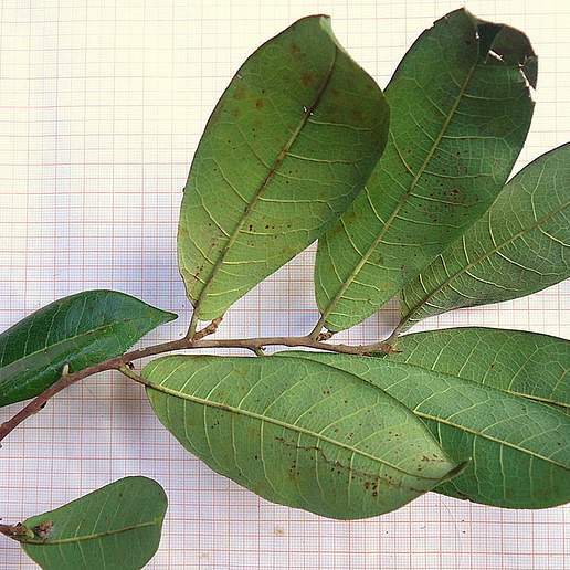 Helicostylis tomentosa