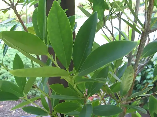 Staranise Tree
