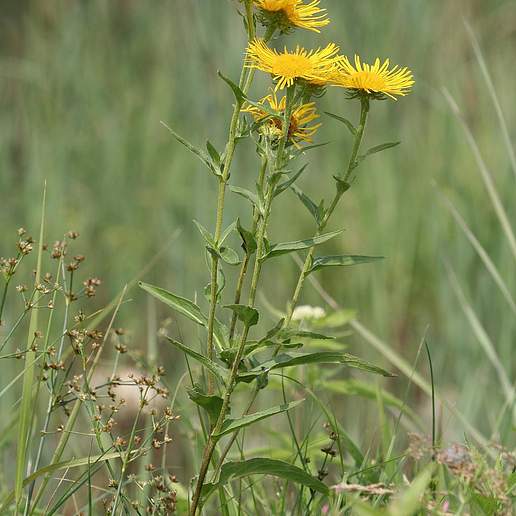Inula britannica